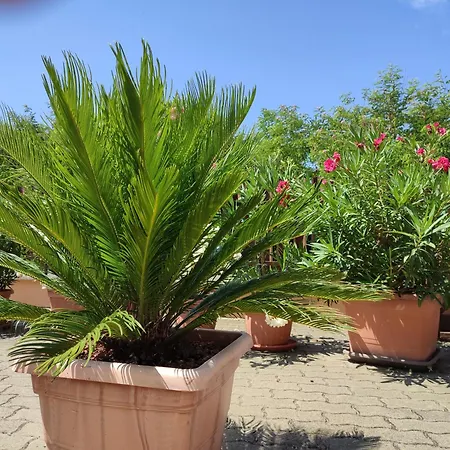 Haus Marika ゲストハウス